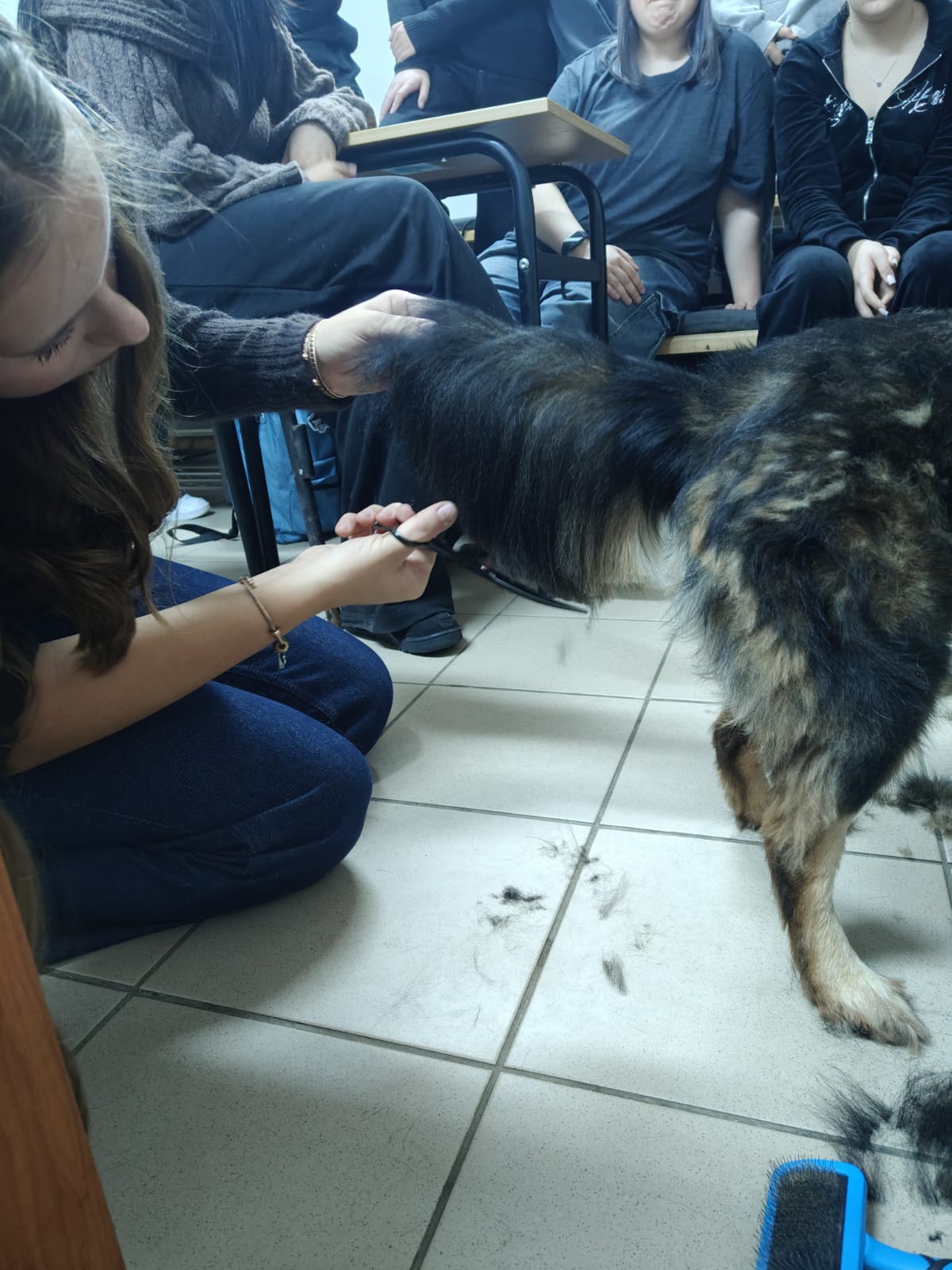 Psi salon piękności